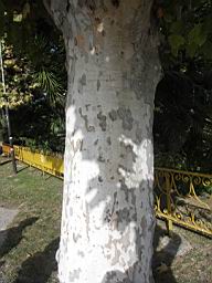 Paestum - Museum Tree.JPG